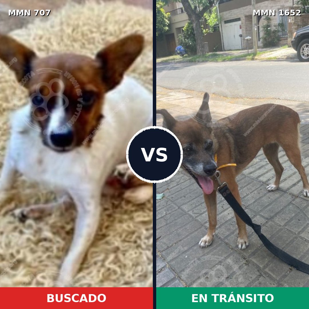 Comparativa MMS 35106: mascota perdida y mascota encontrada, 21% de similitud