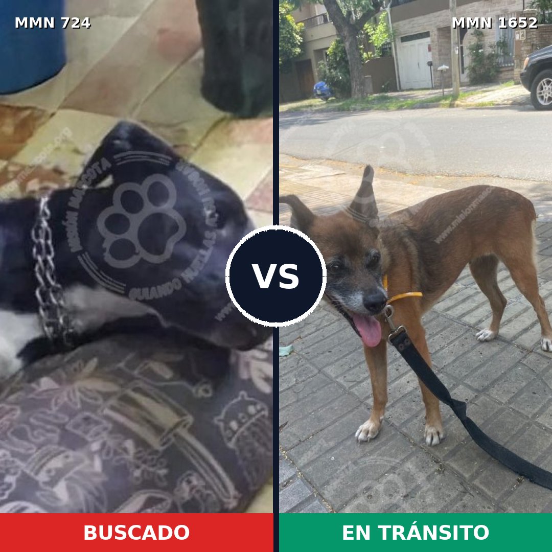 Comparativa MMS 35107: mascota perdida y mascota encontrada, 29% de similitud