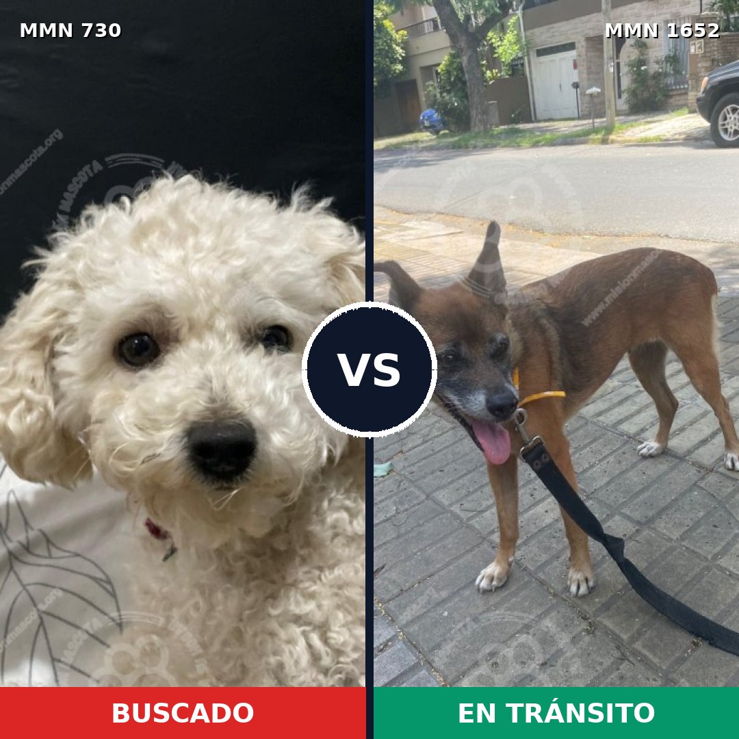 Comparativa MMS 35108: mascota perdida y mascota encontrada, 25% de similitud