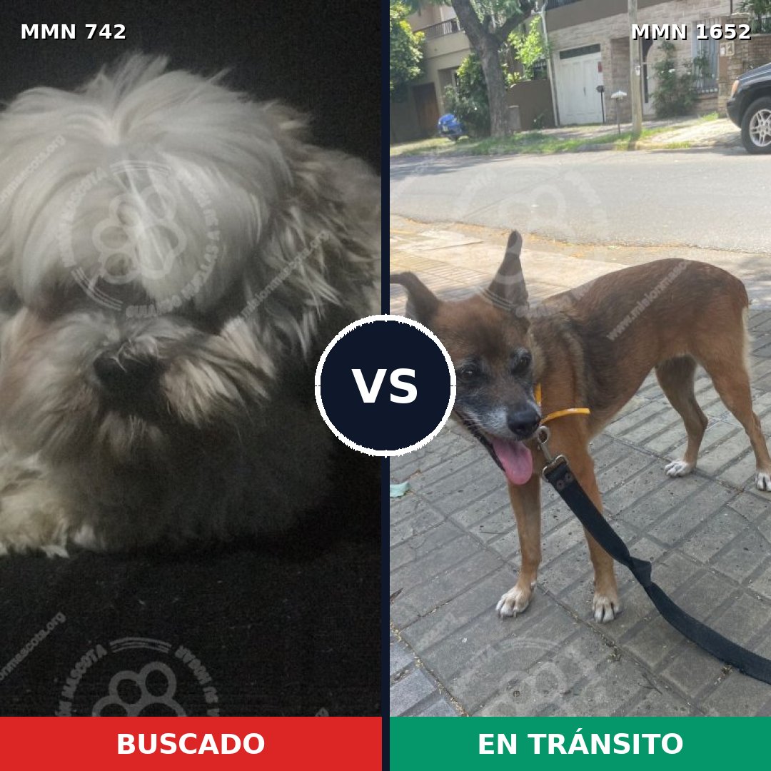 Comparativa MMS 35109: mascota perdida y mascota encontrada, 28% de similitud