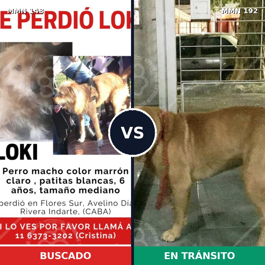 Comparativa MMS 3511: mascota perdida y mascota encontrada, 4% de similitud
