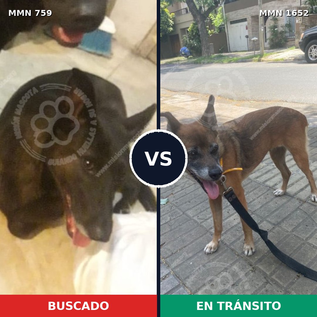 Comparativa MMS 35110: mascota perdida y mascota encontrada, 59% de similitud