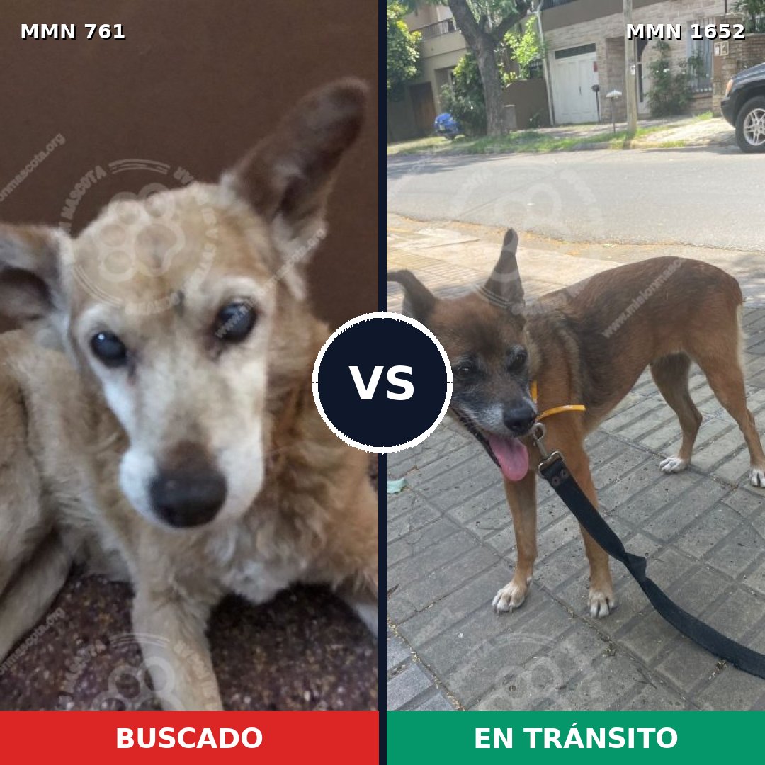 Comparativa MMS 35111: mascota perdida y mascota encontrada, 40% de similitud
