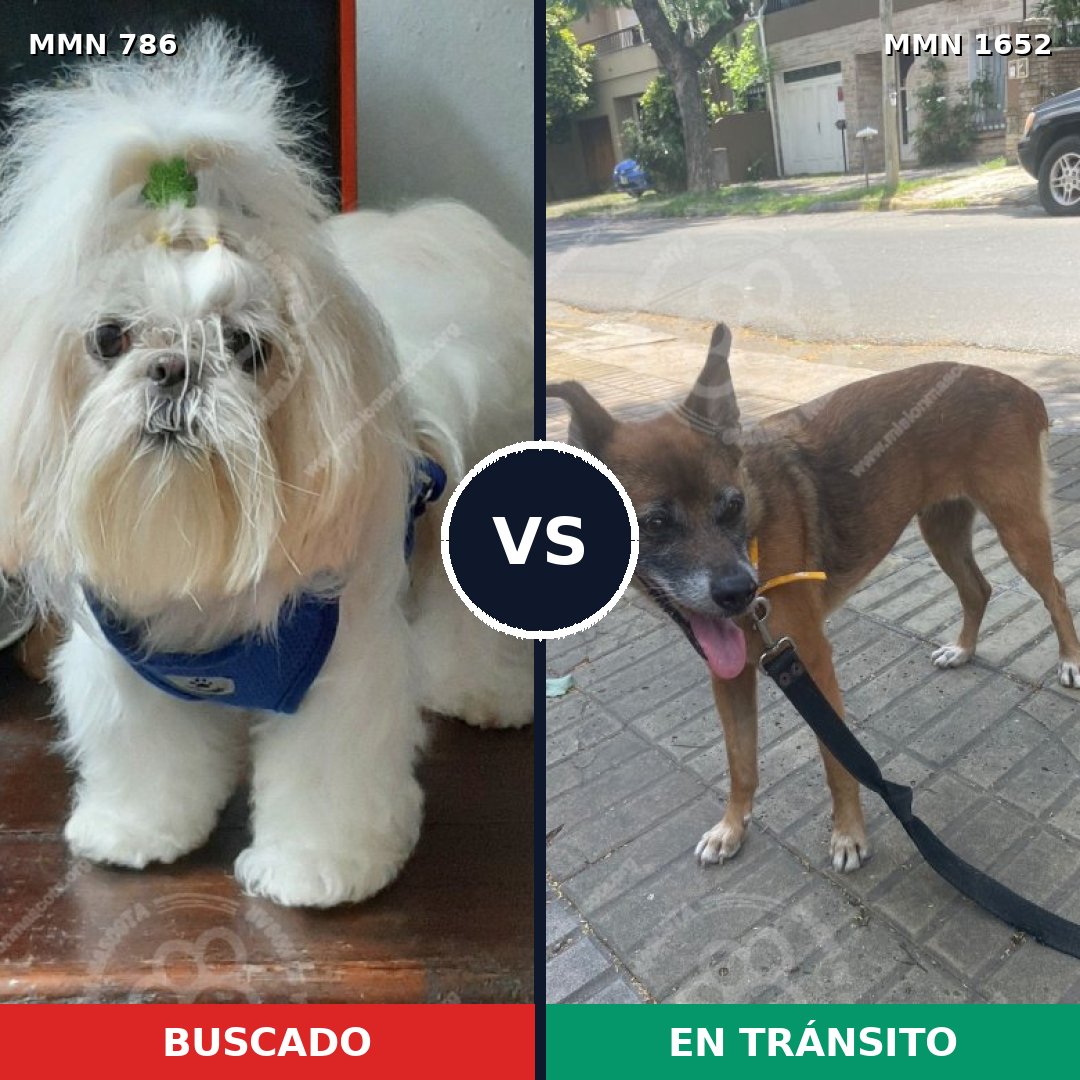 Comparativa MMS 35115: mascota perdida y mascota encontrada, 29% de similitud