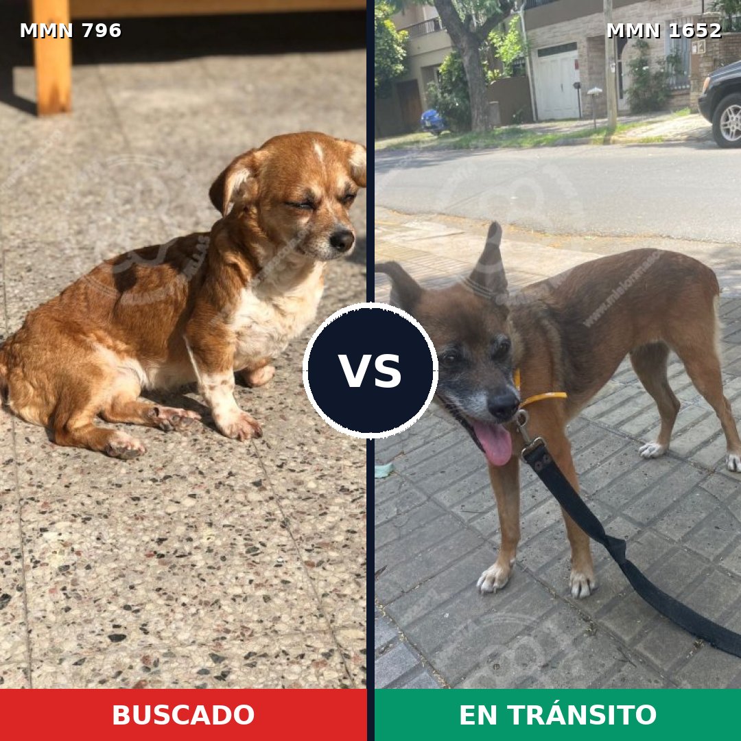 Comparativa MMS 35117: mascota perdida y mascota encontrada, 34% de similitud