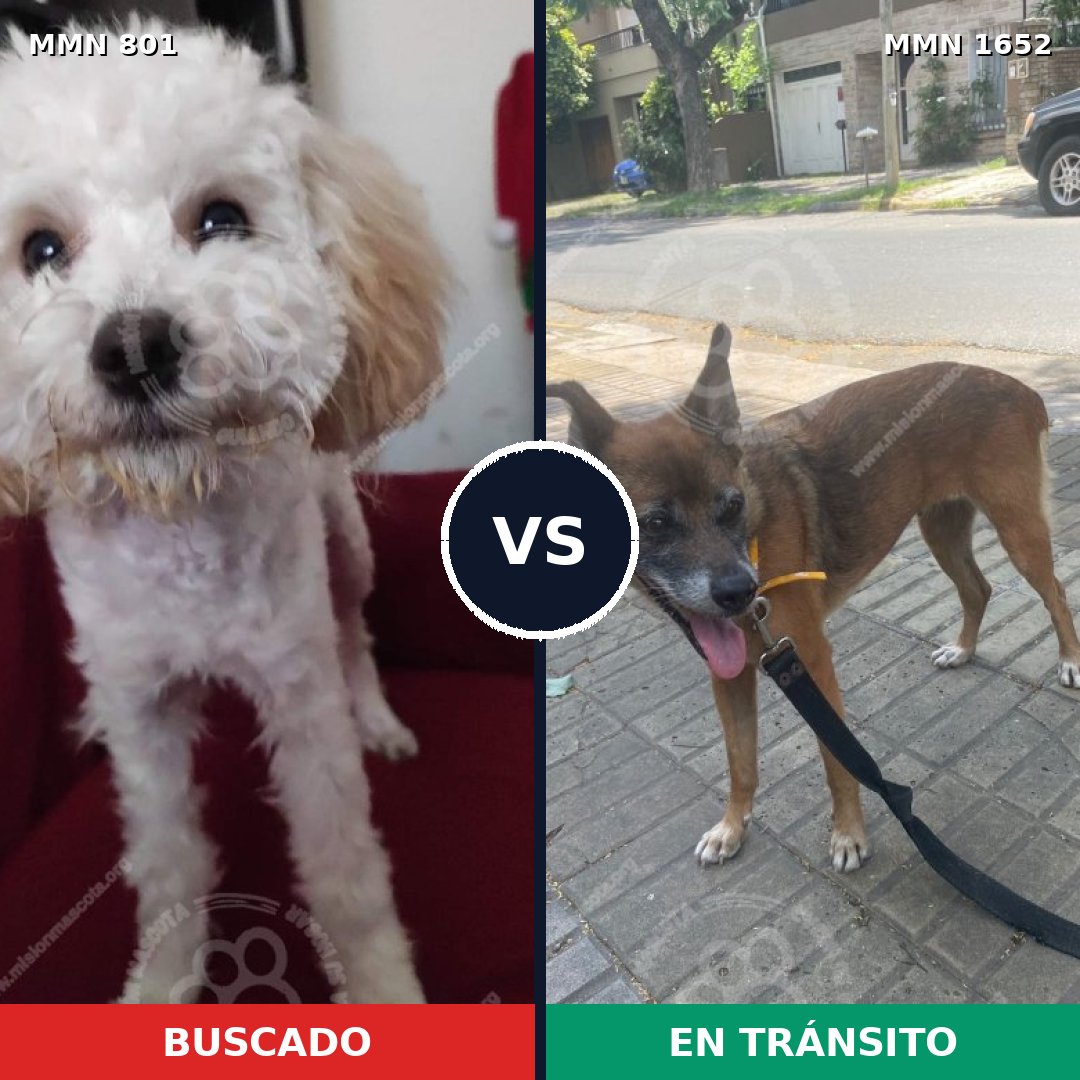 Comparativa MMS 35118: mascota perdida y mascota encontrada, 29% de similitud