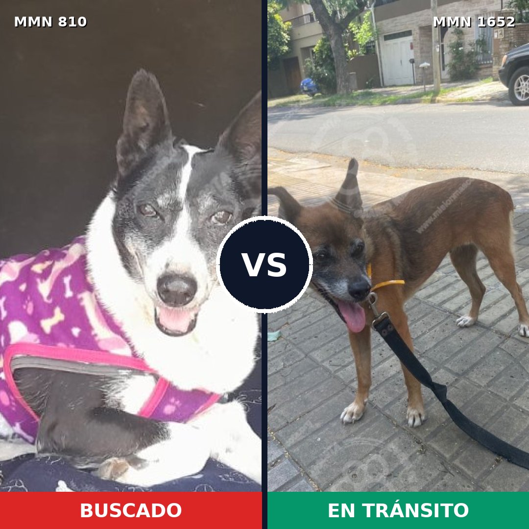 Comparativa MMS 35119: mascota perdida y mascota encontrada, 45% de similitud