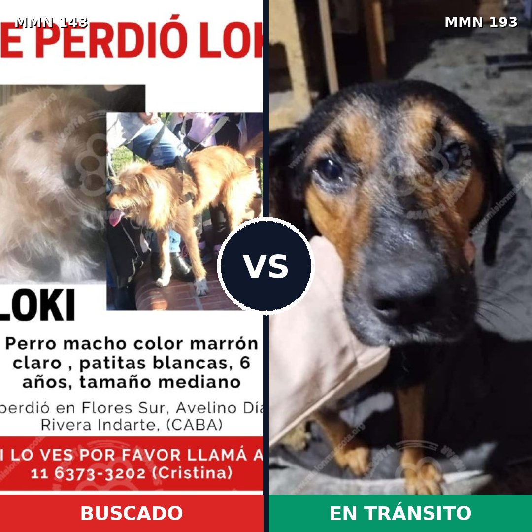 Comparativa MMS 3512: mascota perdida y mascota encontrada, 47% de similitud