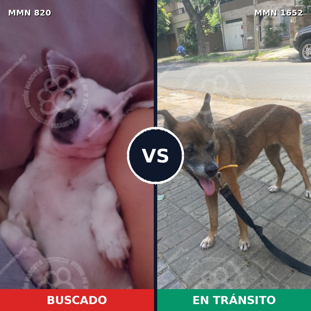 Comparativa MMS 35120: mascota perdida y mascota encontrada, 33% de similitud