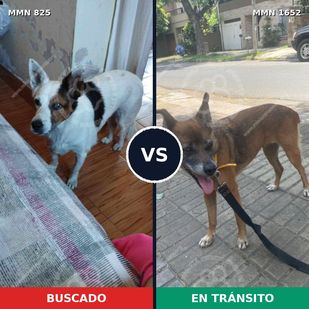 Comparativa MMS 35122: mascota perdida y mascota encontrada, 44% de similitud