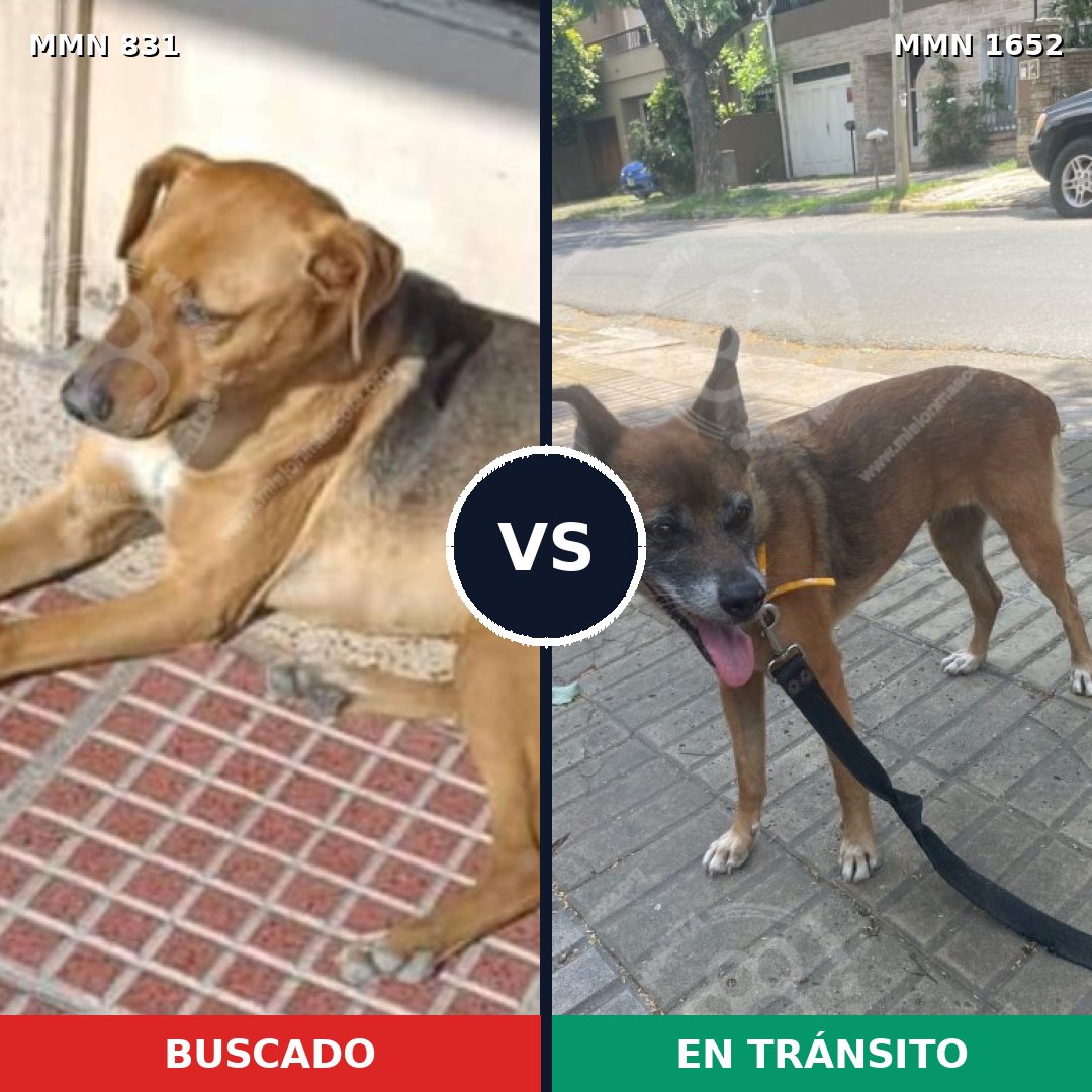 Comparativa MMS 35124: mascota perdida y mascota encontrada, 58% de similitud