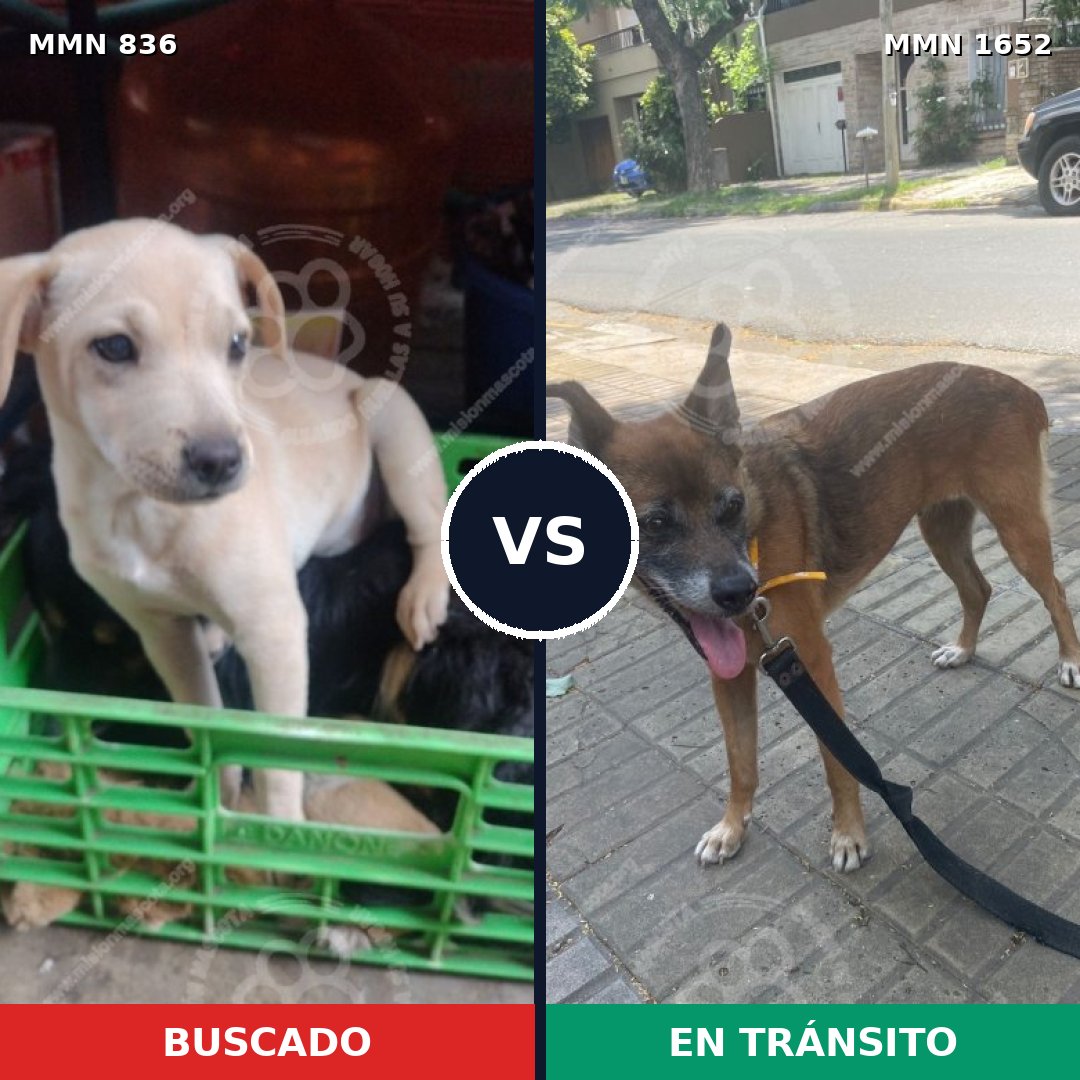 Comparativa MMS 35125: mascota perdida y mascota encontrada, 53% de similitud