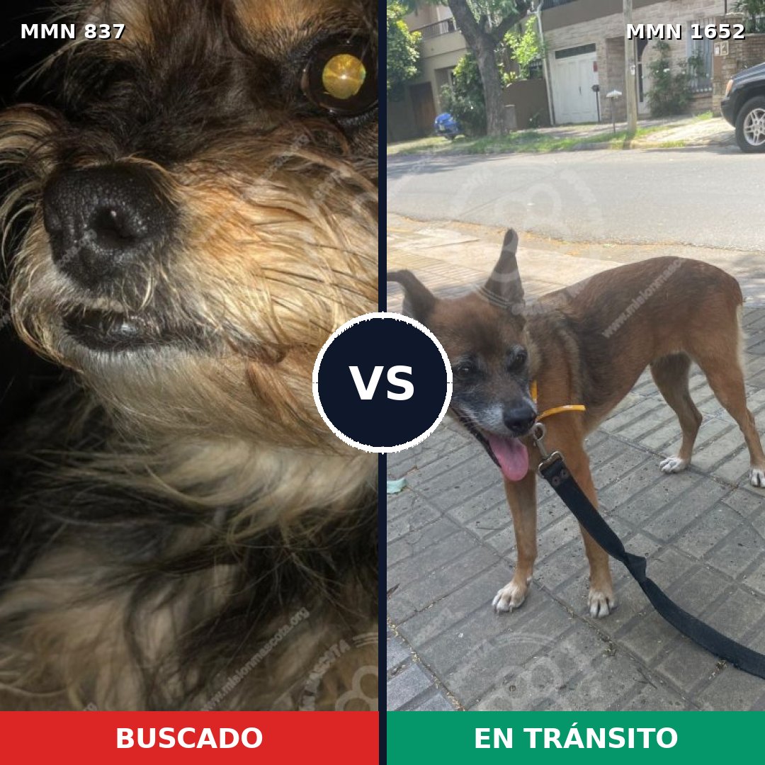 Comparativa MMS 35126: mascota perdida y mascota encontrada, 43% de similitud