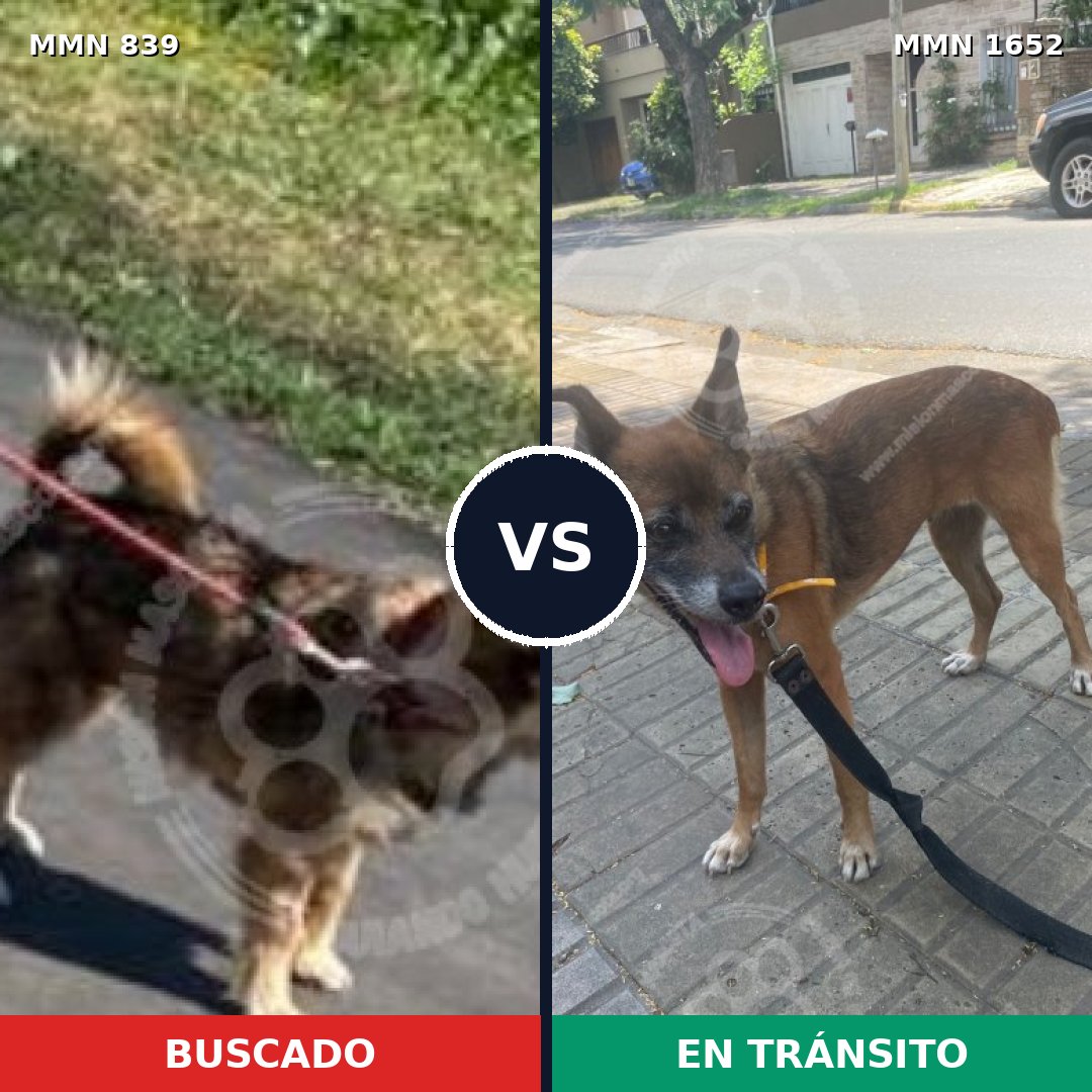 Comparativa MMS 35127: mascota perdida y mascota encontrada, 35% de similitud