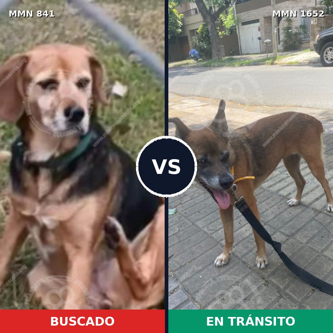 Comparativa MMS 35128: mascota perdida y mascota encontrada, 52% de similitud