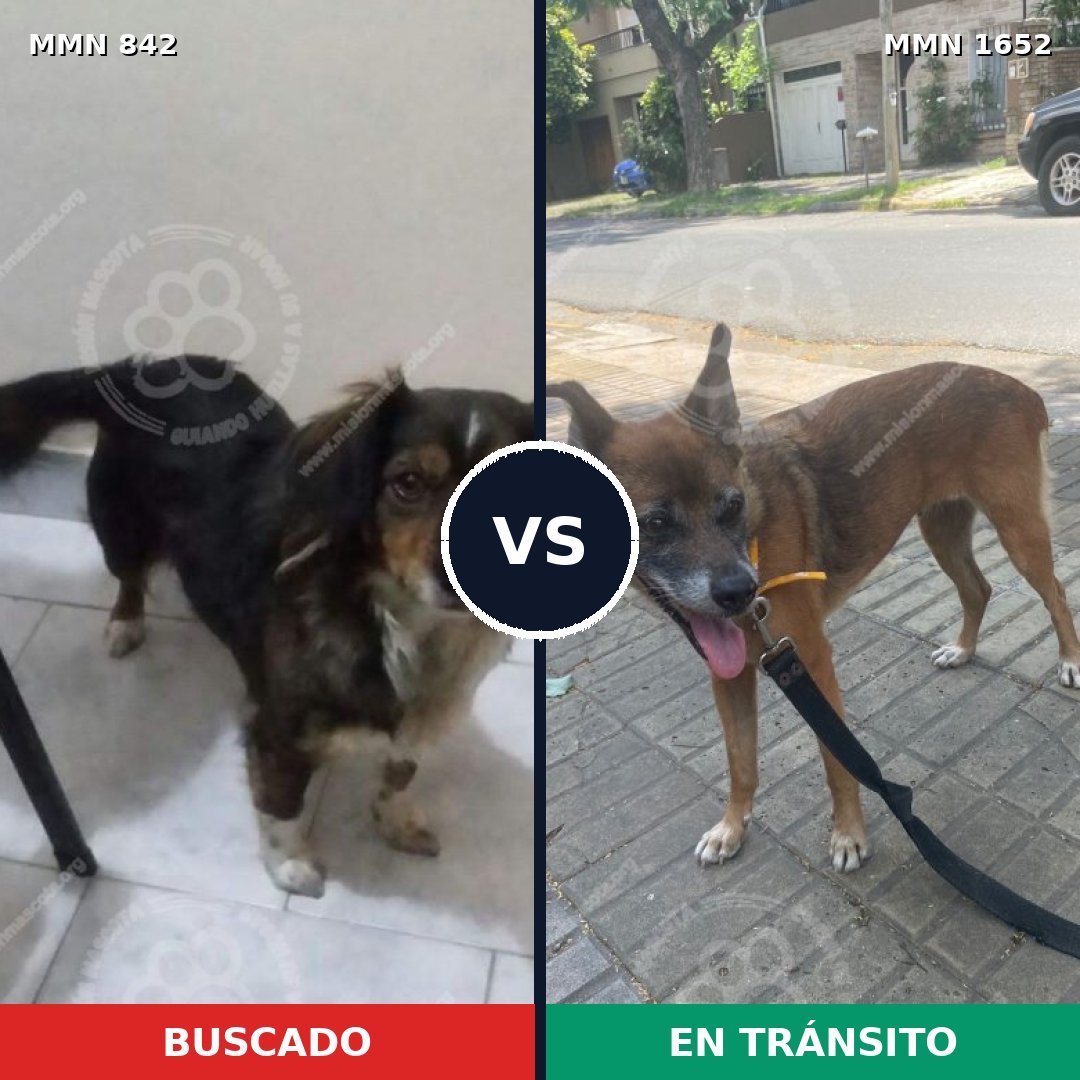 Comparativa MMS 35129: mascota perdida y mascota encontrada, 28% de similitud