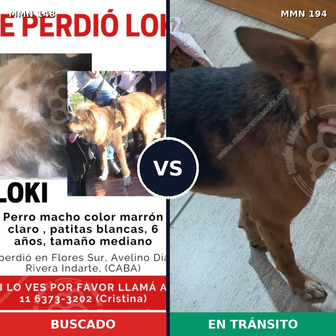 Comparativa MMS 3513: mascota perdida y mascota encontrada, 48% de similitud