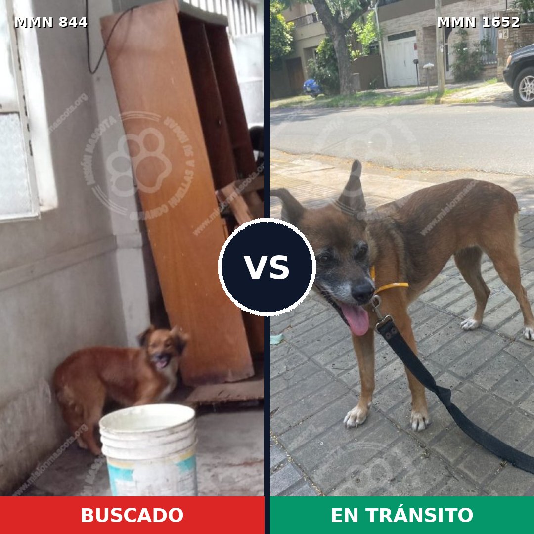 Comparativa MMS 35130: mascota perdida y mascota encontrada, 39% de similitud