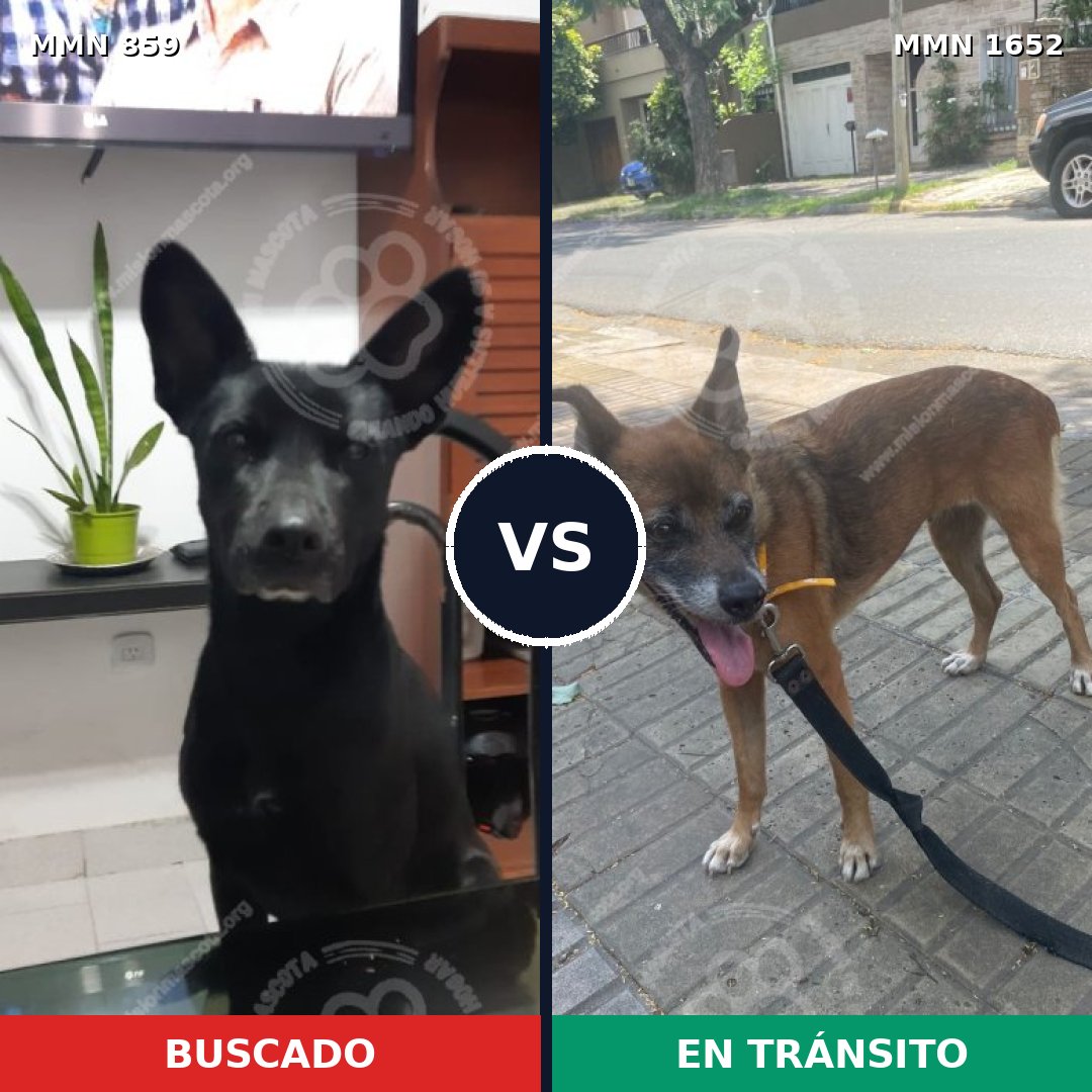 Comparativa MMS 35131: mascota perdida y mascota encontrada, 44% de similitud