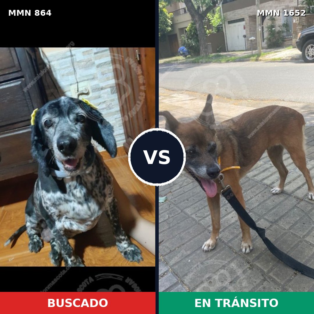 Comparativa MMS 35132: mascota perdida y mascota encontrada, 54% de similitud