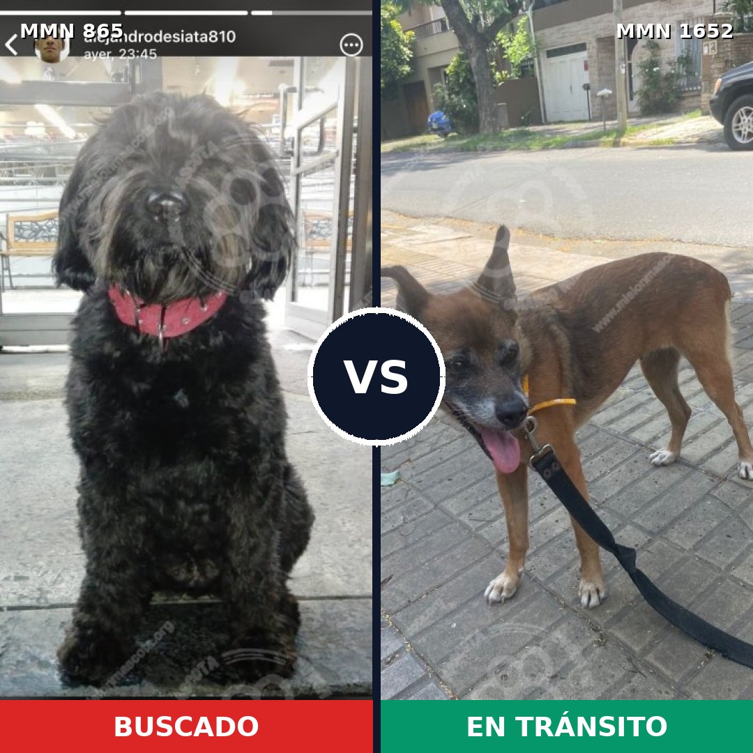 Comparativa MMS 35133: mascota perdida y mascota encontrada, 56% de similitud