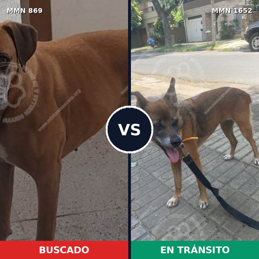 Comparativa MMS 35134: mascota perdida y mascota encontrada, 52% de similitud