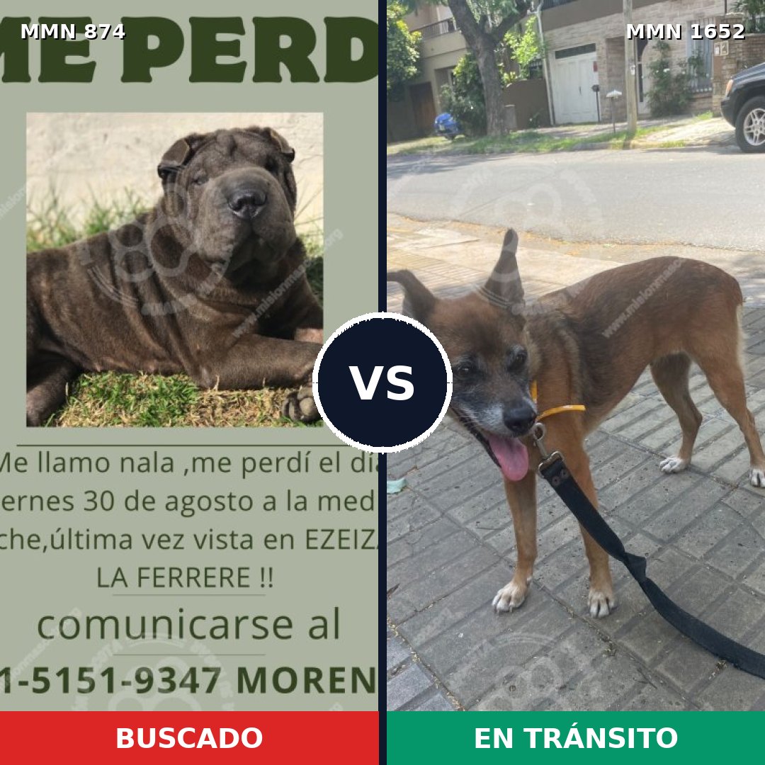 Comparativa MMS 35135: mascota perdida y mascota encontrada, 50% de similitud