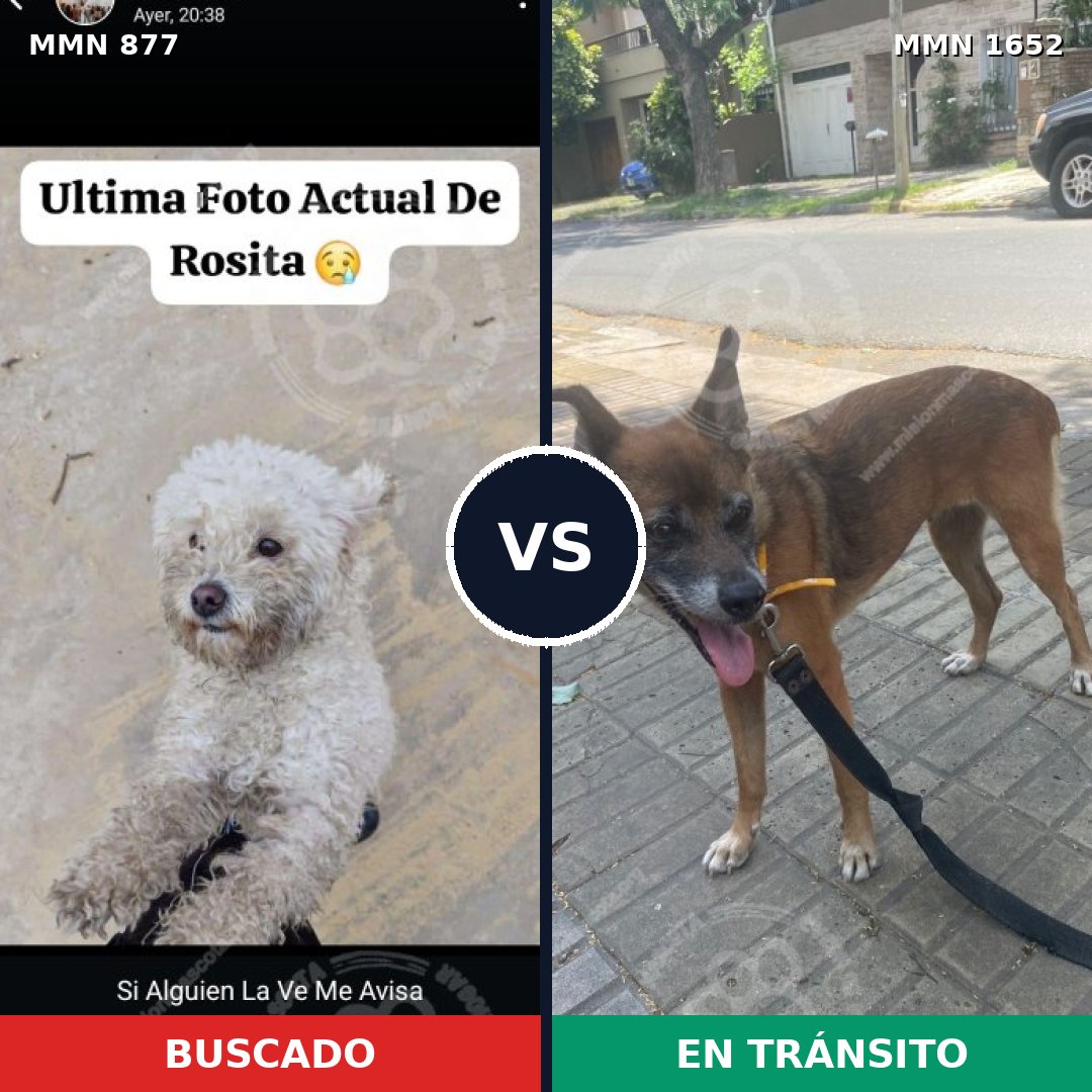 Comparativa MMS 35136: mascota perdida y mascota encontrada, 38% de similitud
