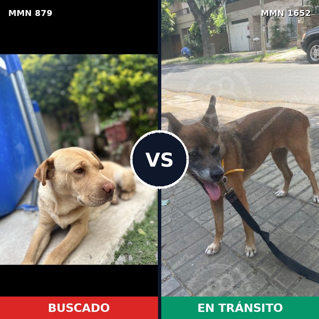 Comparativa MMS 35137: mascota perdida y mascota encontrada, 54% de similitud