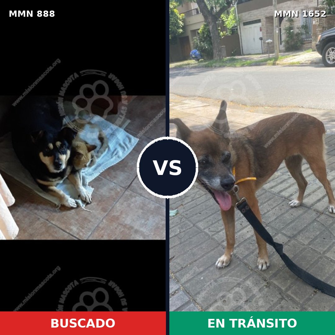 Comparativa MMS 35139: mascota perdida y mascota encontrada, 44% de similitud
