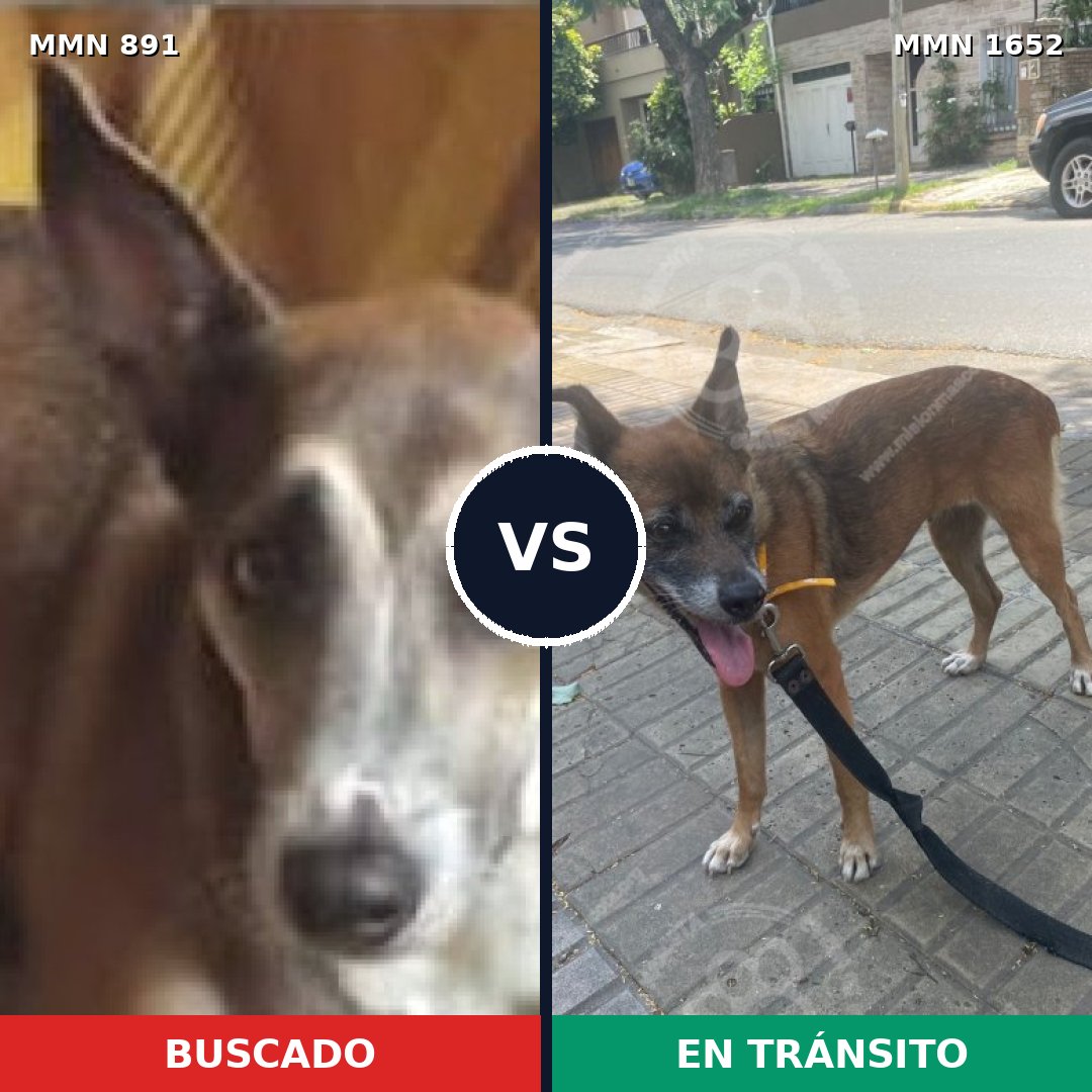 Comparativa MMS 35140: mascota perdida y mascota encontrada, 32% de similitud