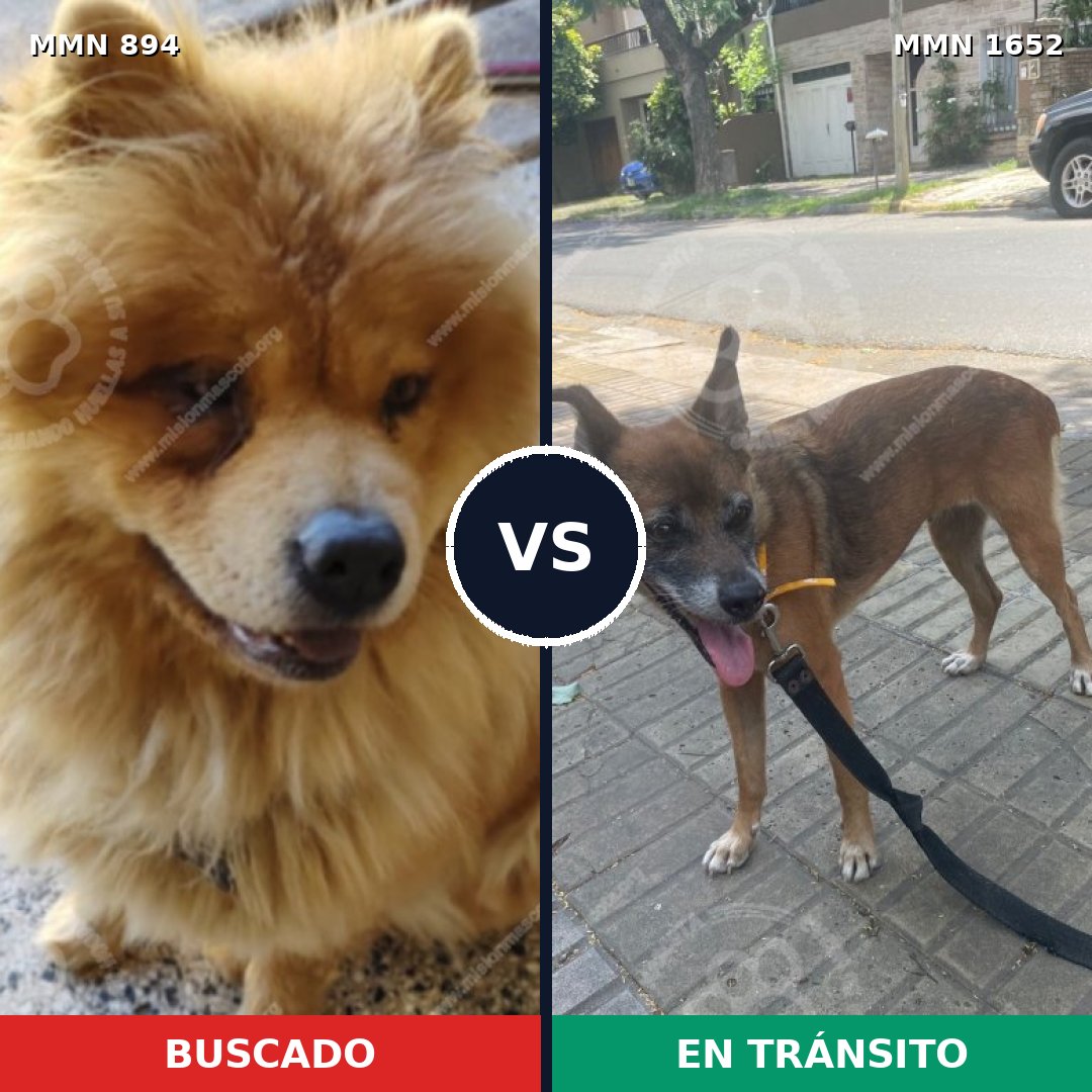 Comparativa MMS 35141: mascota perdida y mascota encontrada, 39% de similitud