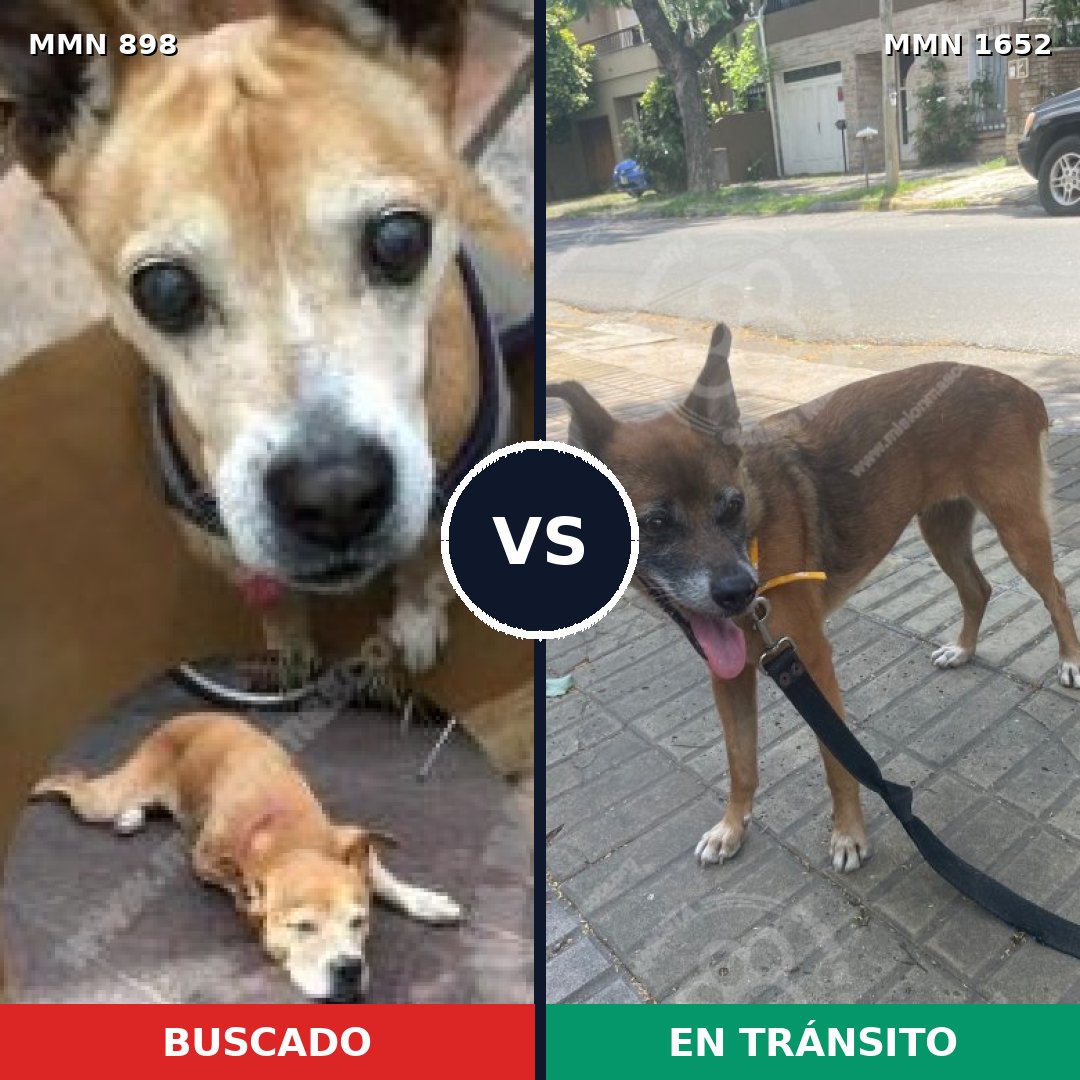 Comparativa MMS 35143: mascota perdida y mascota encontrada, 59% de similitud