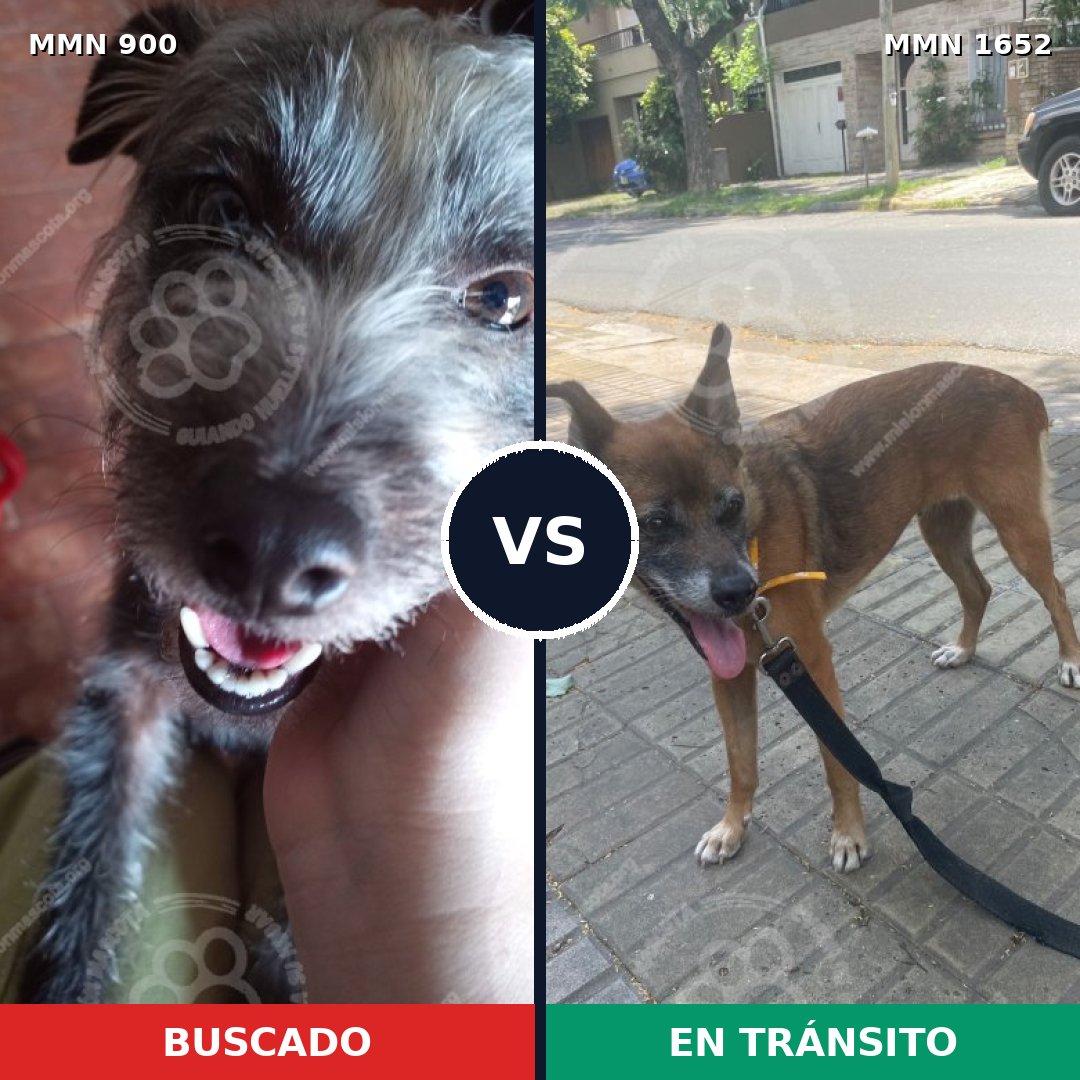 Comparativa MMS 35144: mascota perdida y mascota encontrada, 47% de similitud