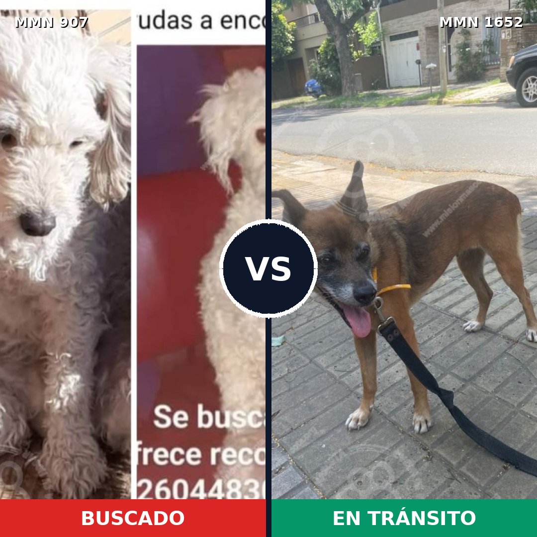 Comparativa MMS 35145: mascota perdida y mascota encontrada, 21% de similitud