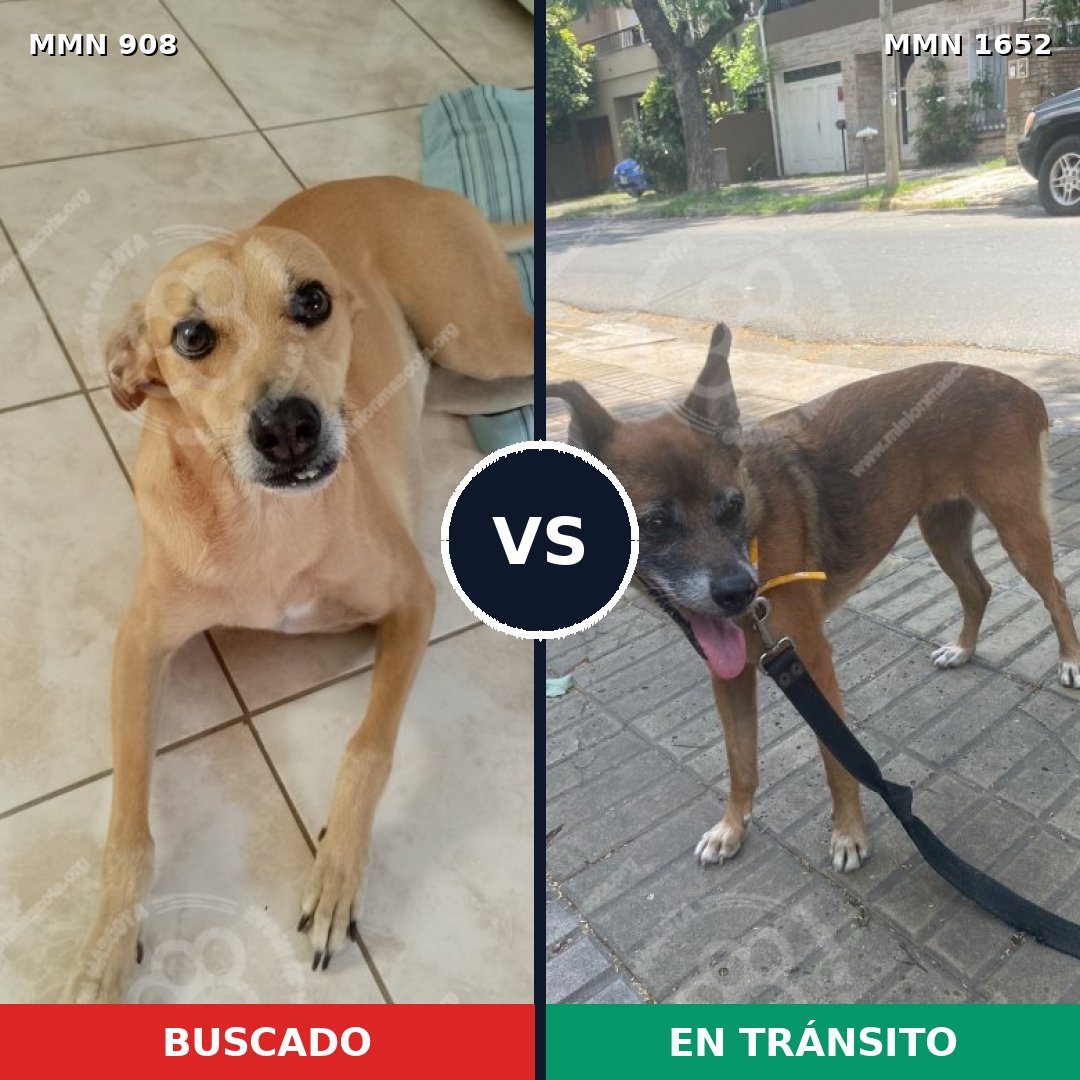 Comparativa MMS 35146: mascota perdida y mascota encontrada, 39% de similitud