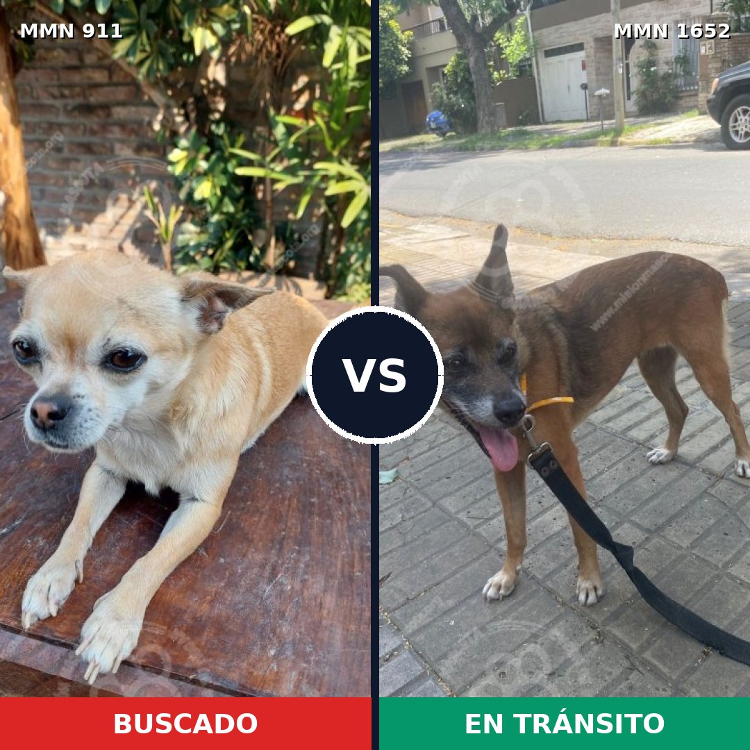 Comparativa MMS 35147: mascota perdida y mascota encontrada, 31% de similitud