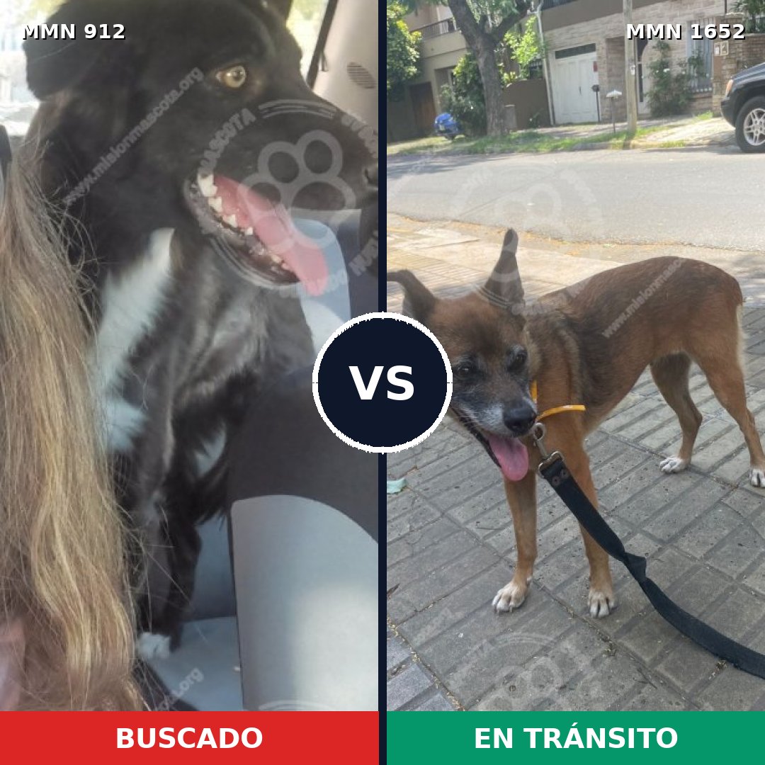 Comparativa MMS 35148: mascota perdida y mascota encontrada, 38% de similitud