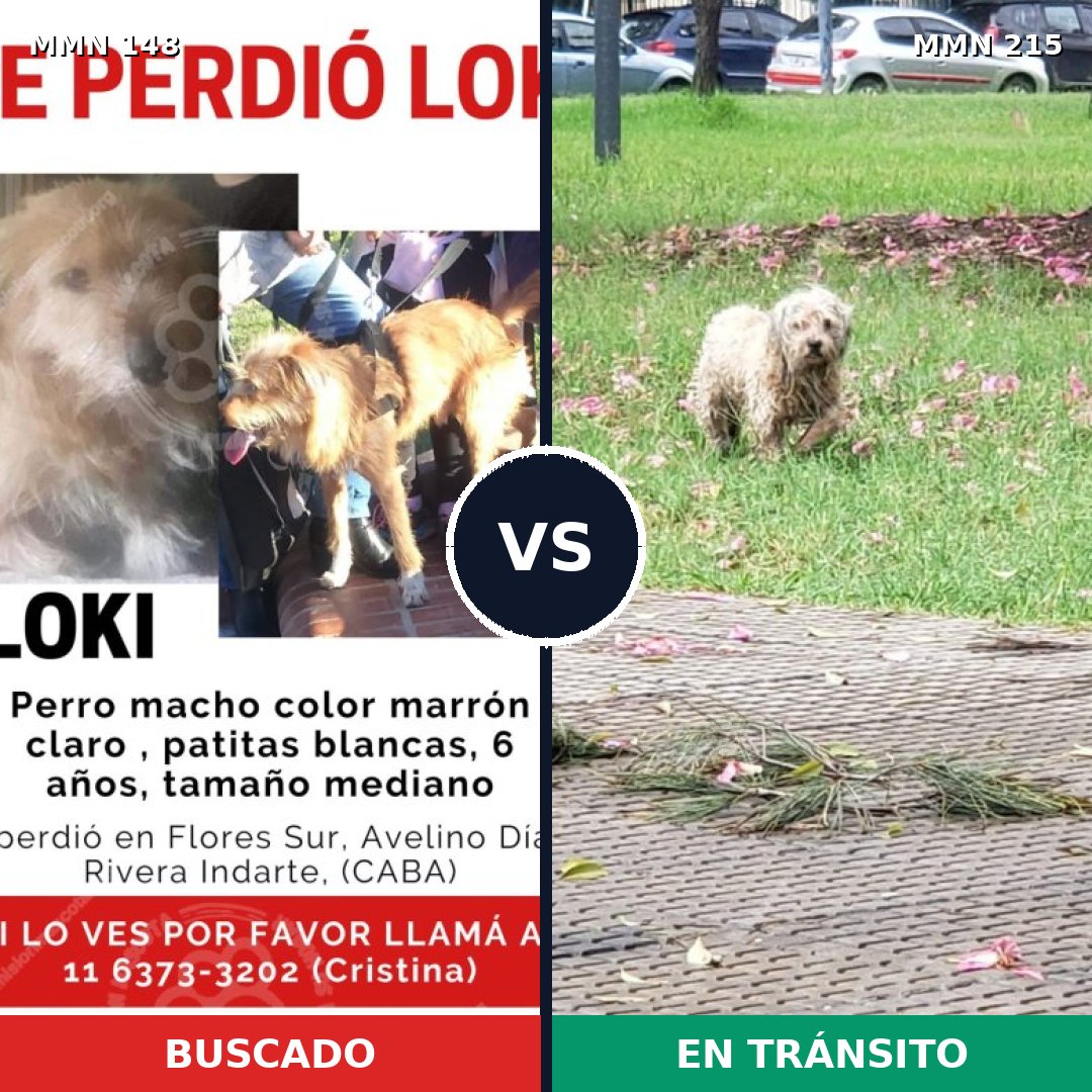 Comparativa MMS 3515: mascota perdida y mascota encontrada, 37% de similitud
