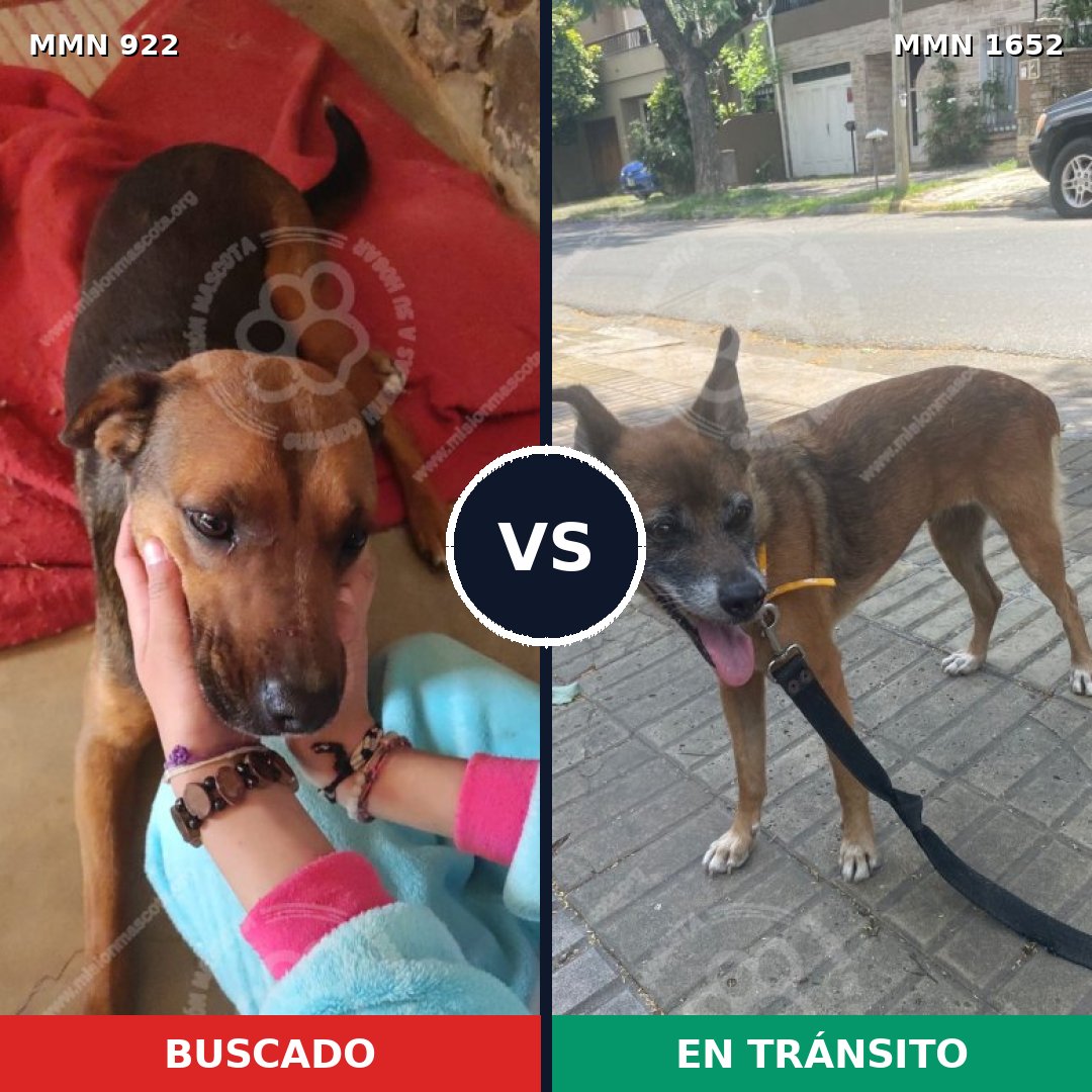 Comparativa MMS 35150: mascota perdida y mascota encontrada, 61% de similitud