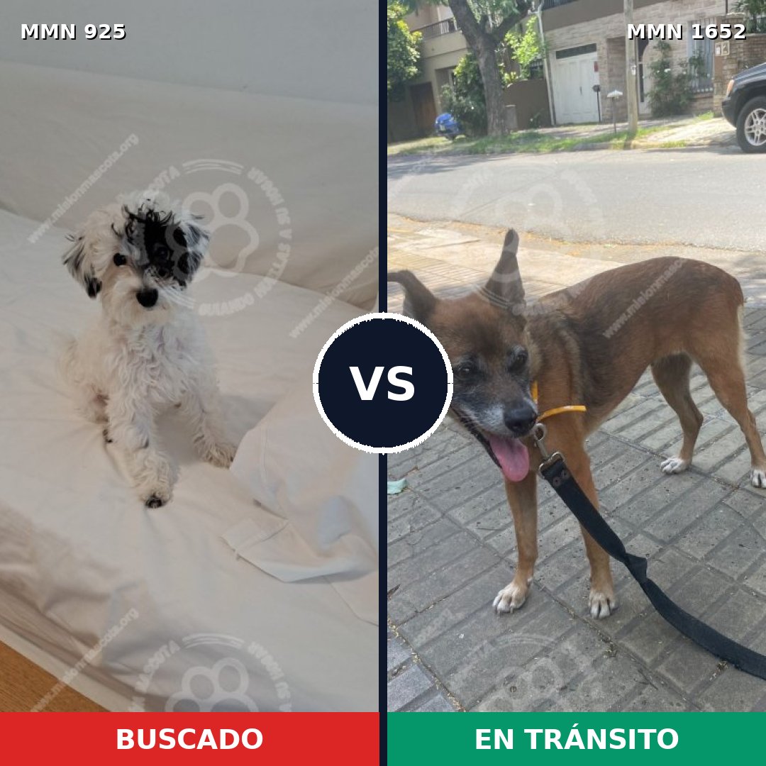 Comparativa MMS 35151: mascota perdida y mascota encontrada, 35% de similitud