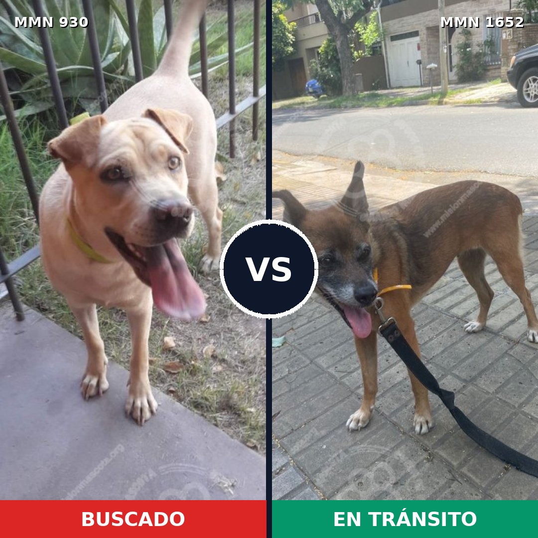 Comparativa MMS 35152: mascota perdida y mascota encontrada, 23% de similitud