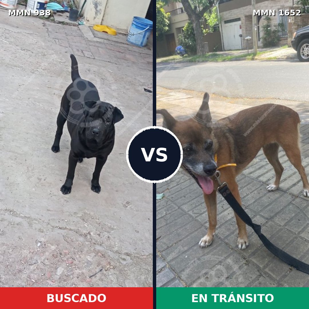 Comparativa MMS 35153: mascota perdida y mascota encontrada, 47% de similitud