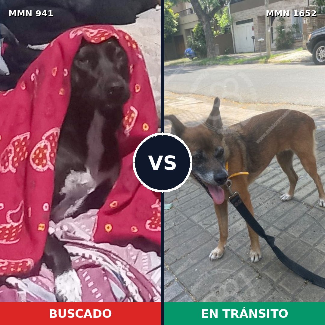 Comparativa MMS 35154: mascota perdida y mascota encontrada, 34% de similitud