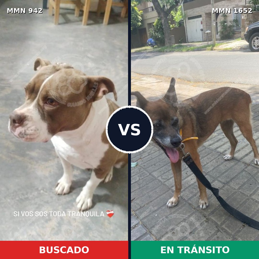 Comparativa MMS 35155: mascota perdida y mascota encontrada, 45% de similitud