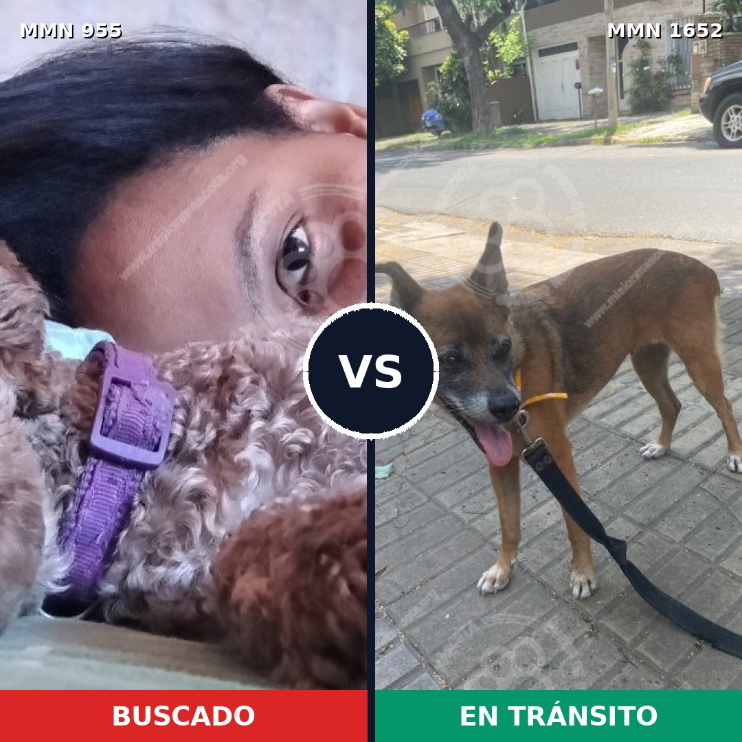 Comparativa MMS 35157: mascota perdida y mascota encontrada, 32% de similitud