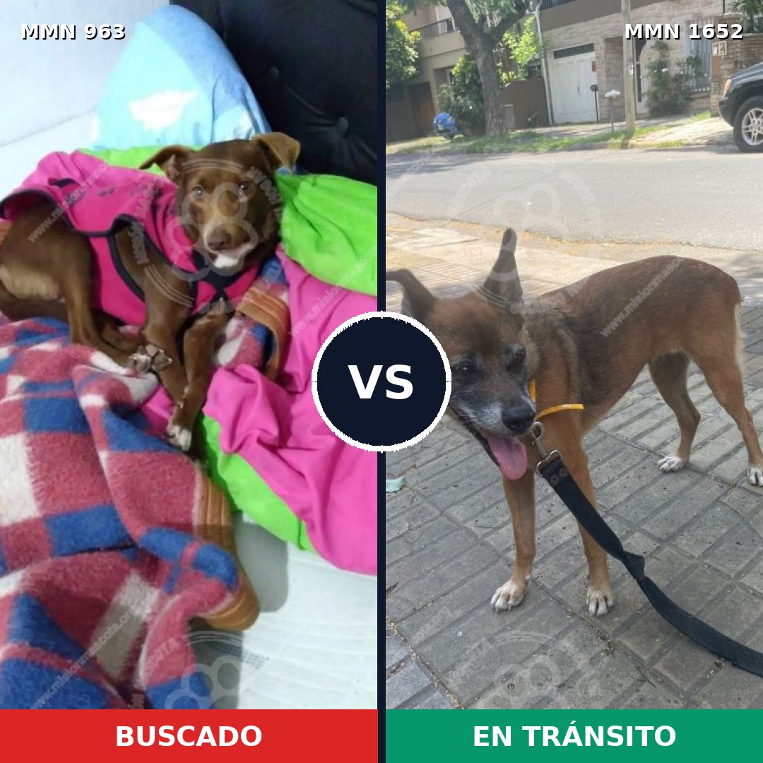Comparativa MMS 35158: mascota perdida y mascota encontrada, 39% de similitud