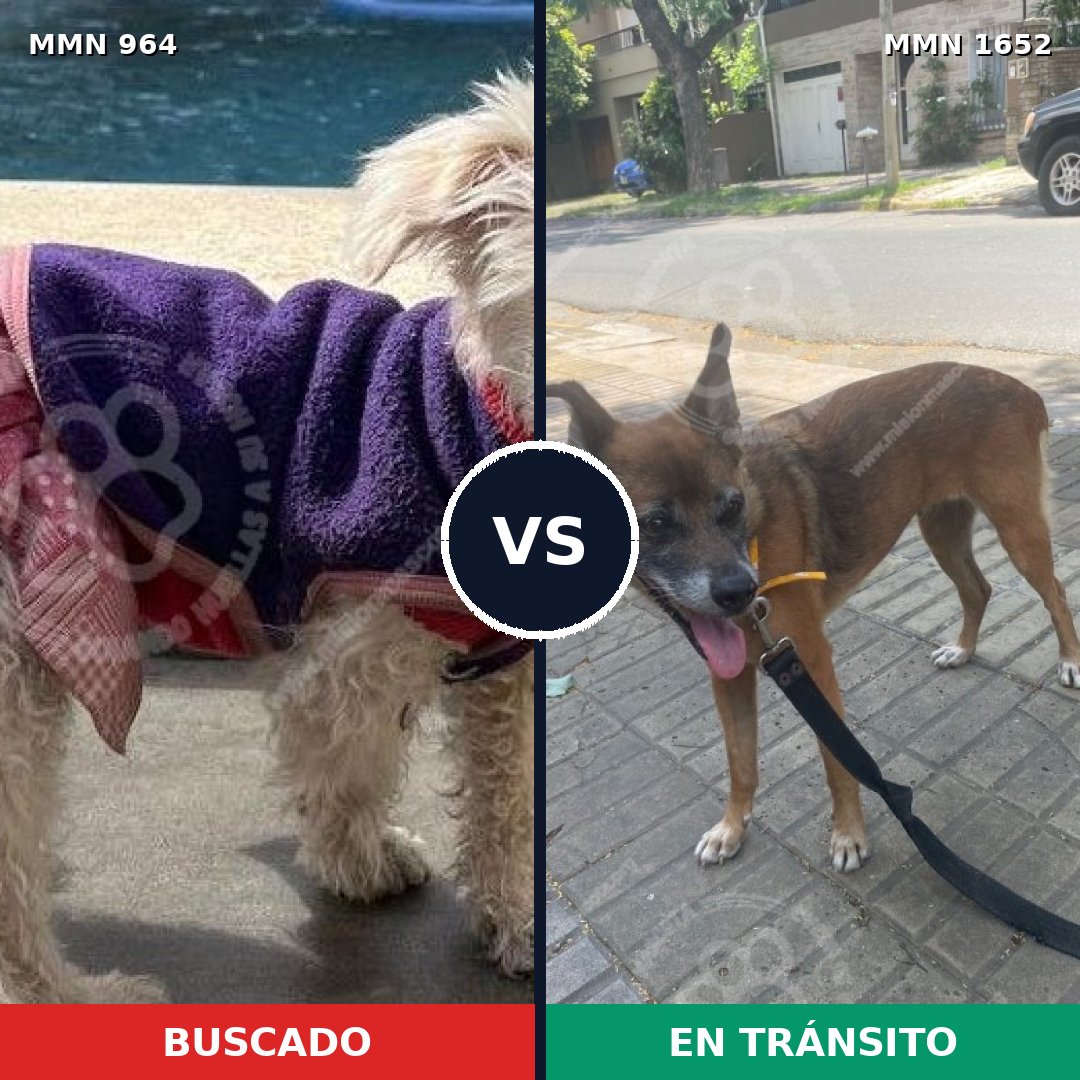 Comparativa MMS 35159: mascota perdida y mascota encontrada, 30% de similitud