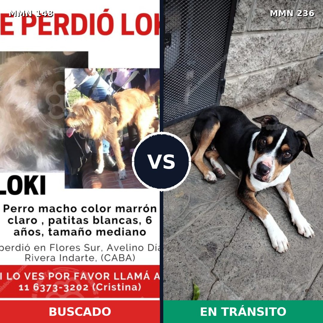 Comparativa MMS 3516: mascota perdida y mascota encontrada, 61% de similitud