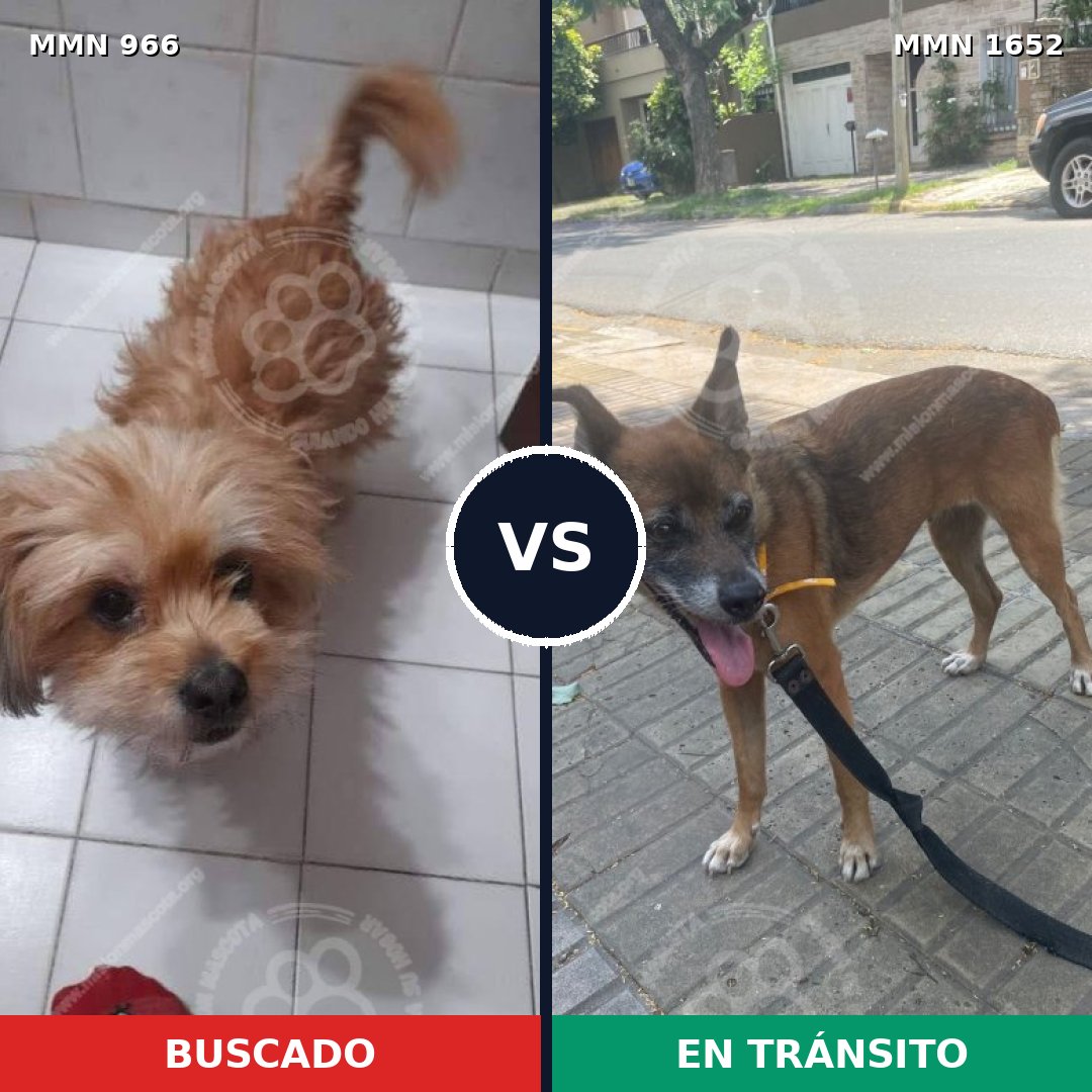 Comparativa MMS 35160: mascota perdida y mascota encontrada, 27% de similitud